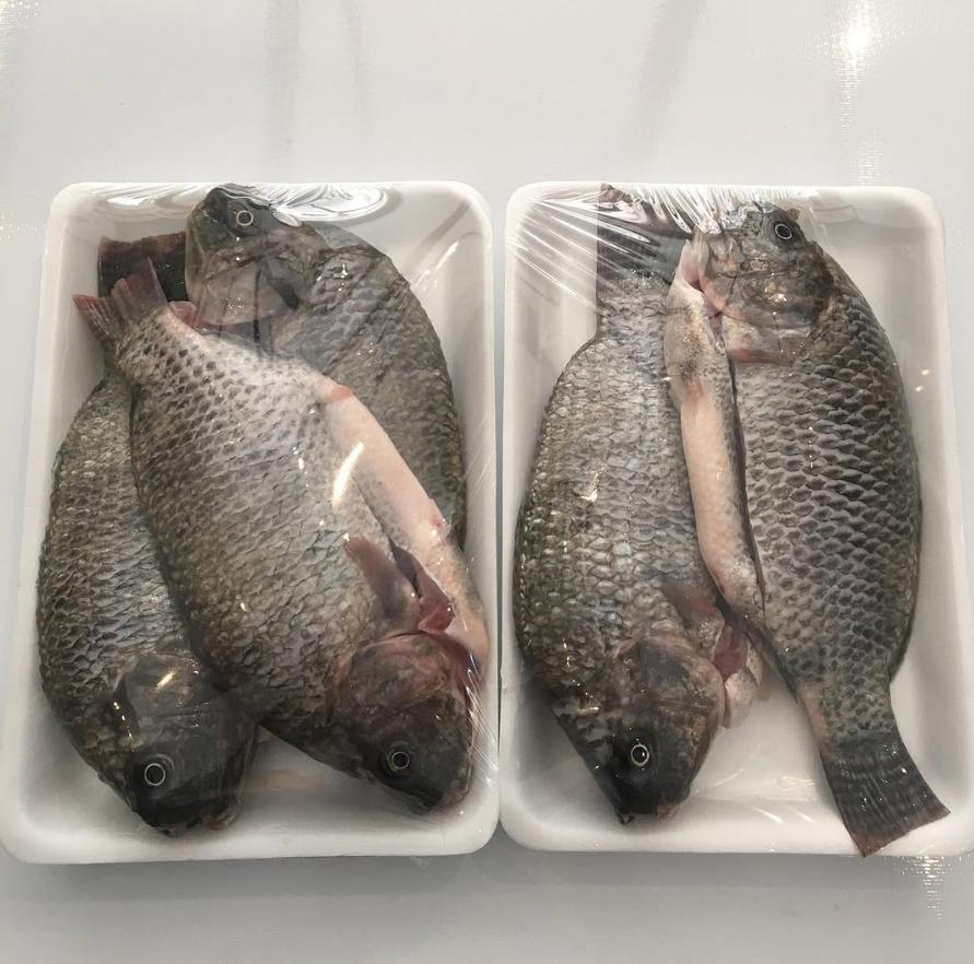 Ikan segar